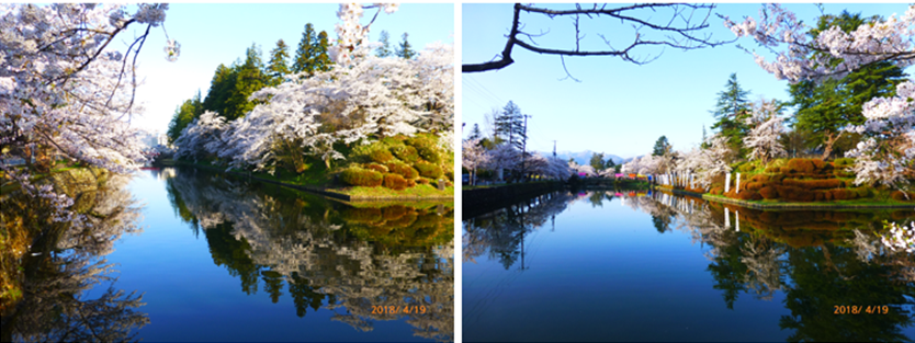 上杉神社の桜